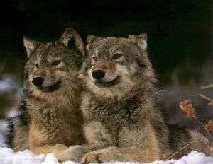 Story of the wolves